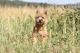 CAIRN TERRIER 017